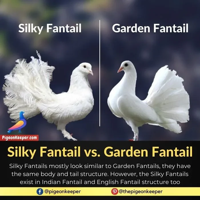 Silky Fantail vs. Garden Fantail