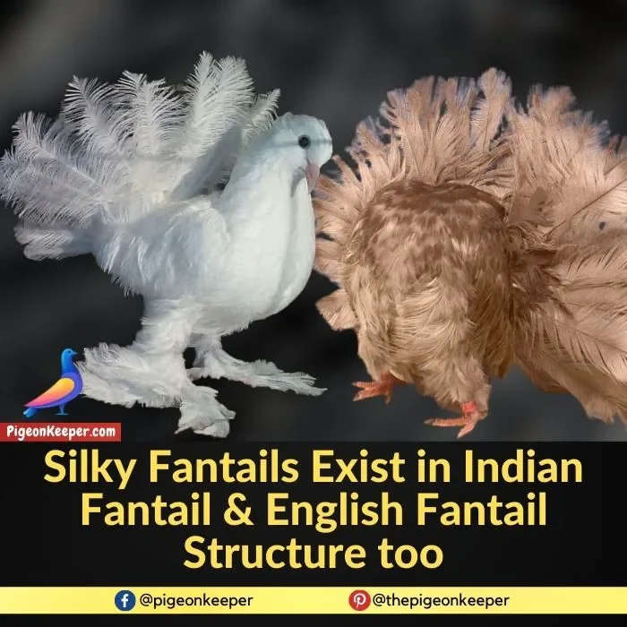 Silky Fantails Exist in Indian Fantail and English Fantail Structure too