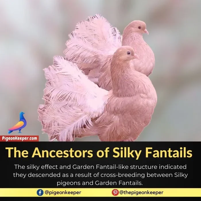 The Anscestors of Silky Fantails