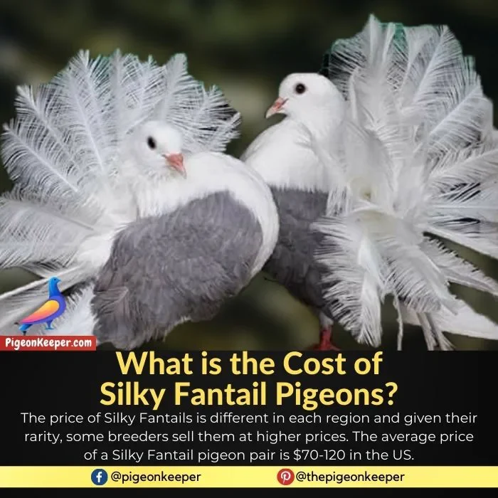 What is the Cost of Silky Fantail Pigeons