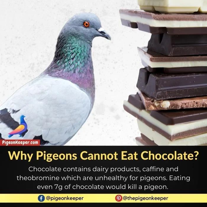 Why Pigeons Cannot Eat Chocolate