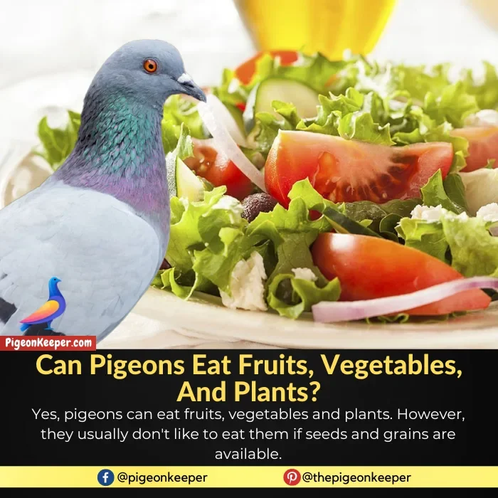 Can Pigeons Eat Fruits, Vegetables and Plants