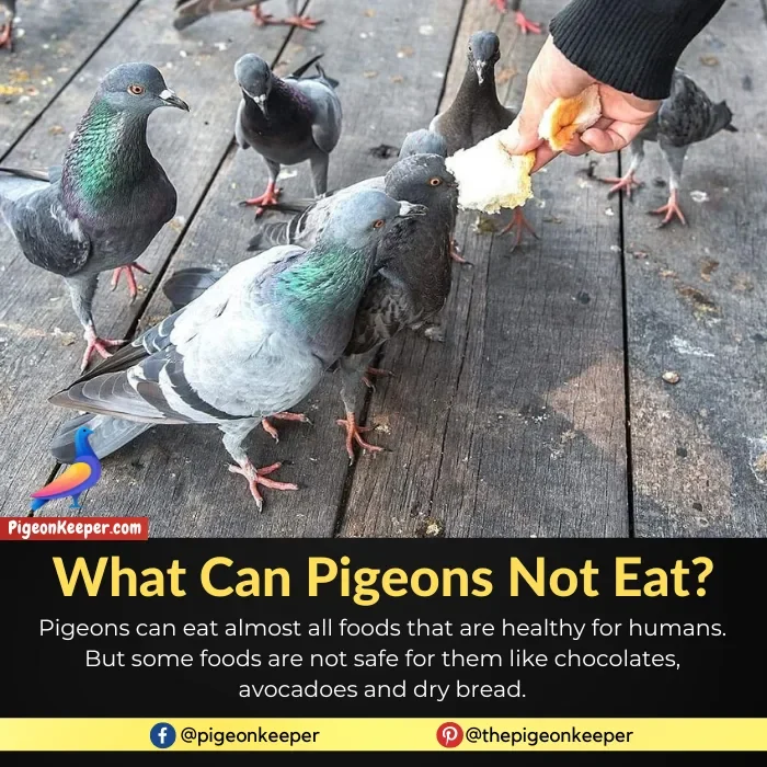What Can Pigeons Not Eat