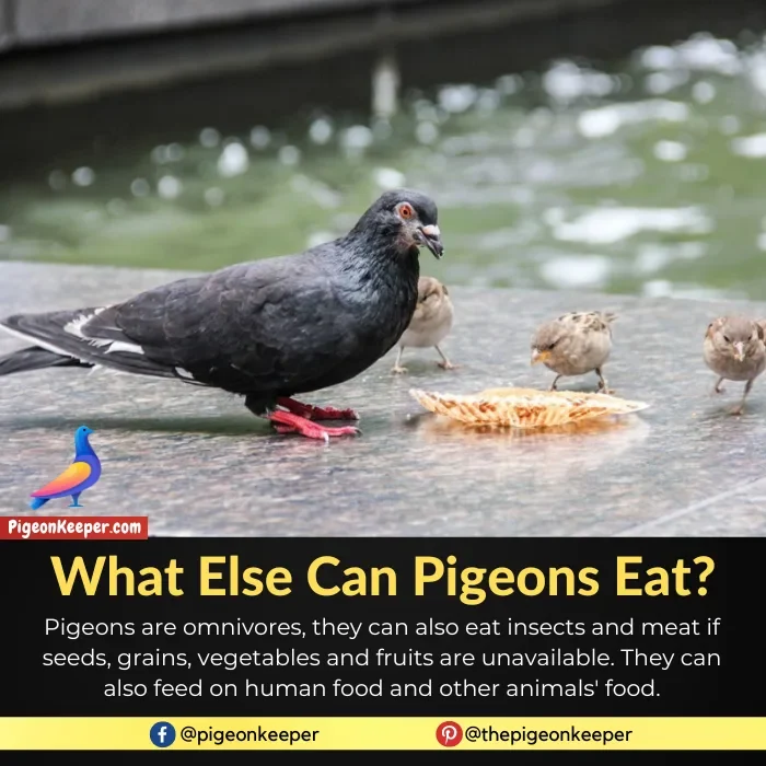 What Else Can Pigeons Eat