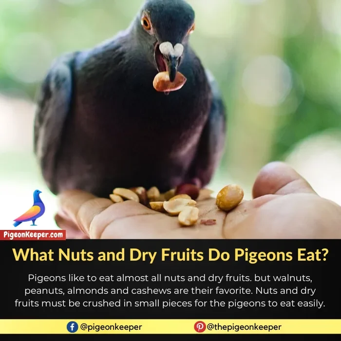 What Nuts and Dry Fruits Do Pigeons Eat