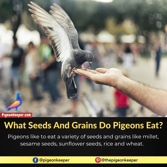 What Seeds and Grains Do Pigeons Eat
