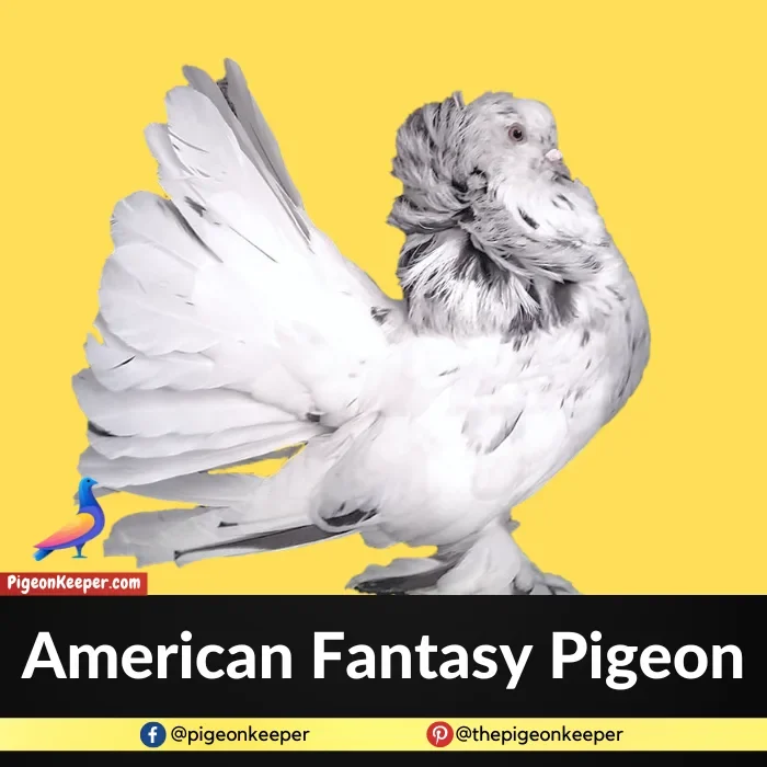 American Fantasy Pigeon