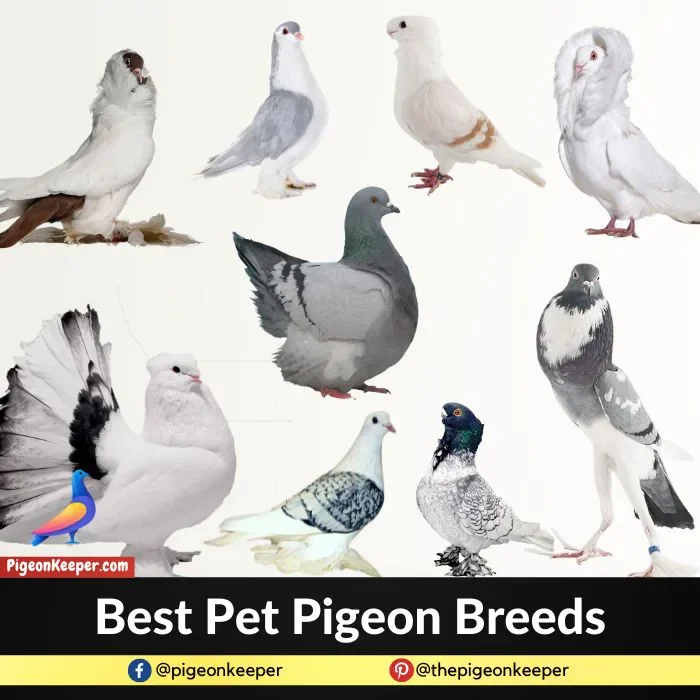 Best Pet Pigeon Breeds