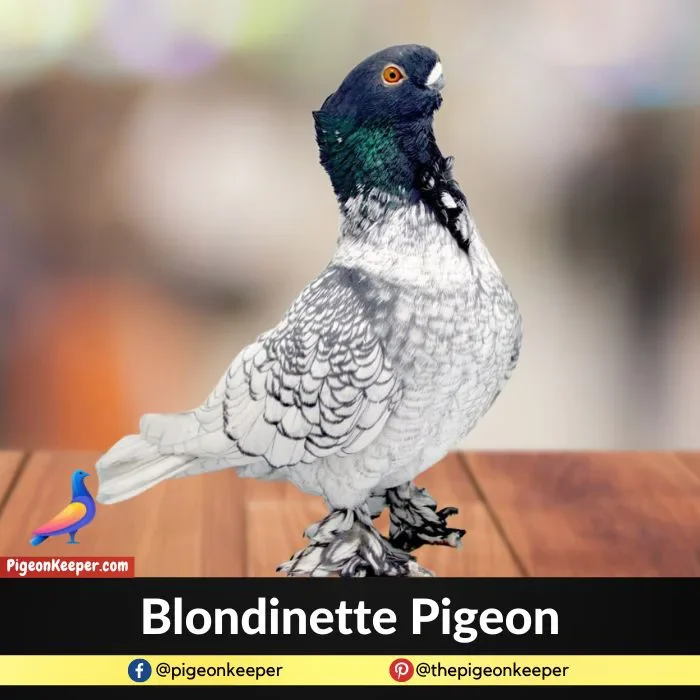 Blondinette Pigeon