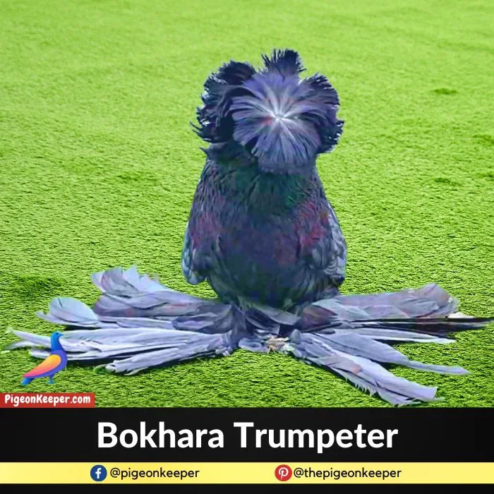 Bokhara Trumpeter Pigeon
