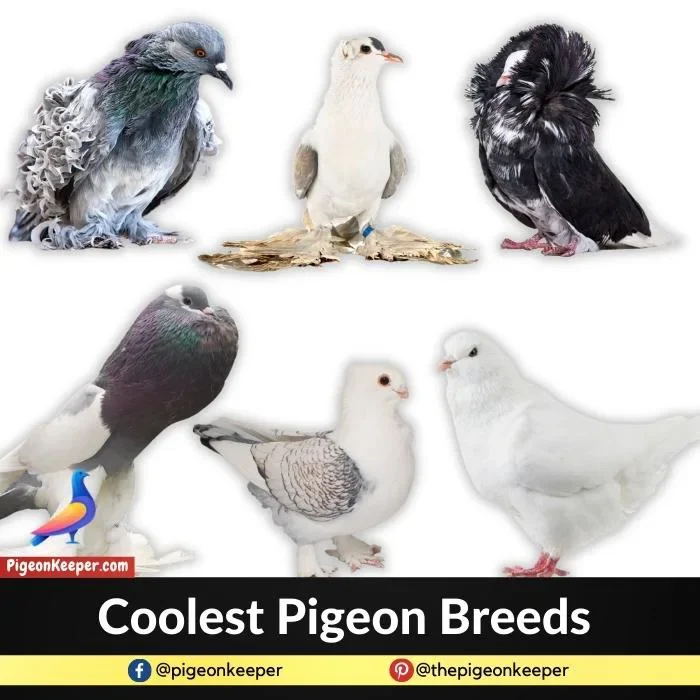 Coolest Pigeon Breeds