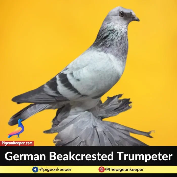 German Beakcrested Trumpeter