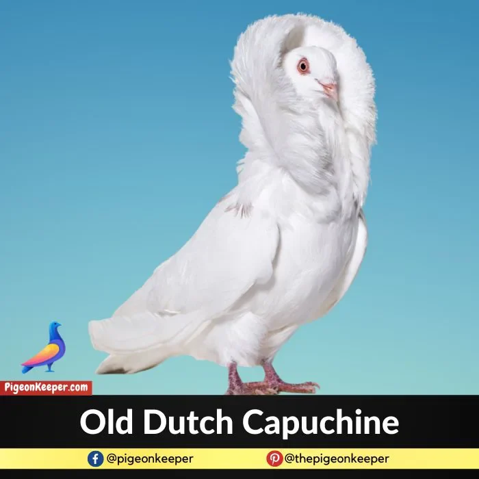 Old Dutch Capuchine Pigeon