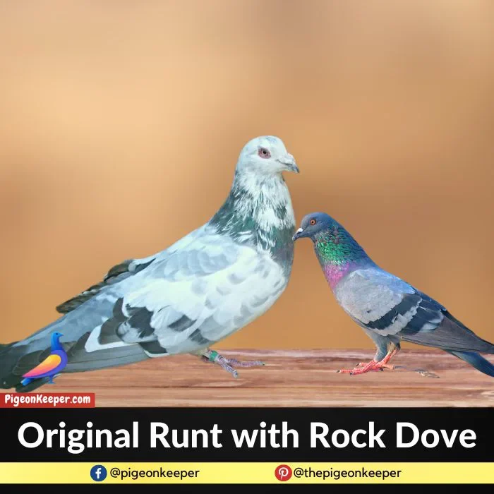 Original Runt with Rock Dove