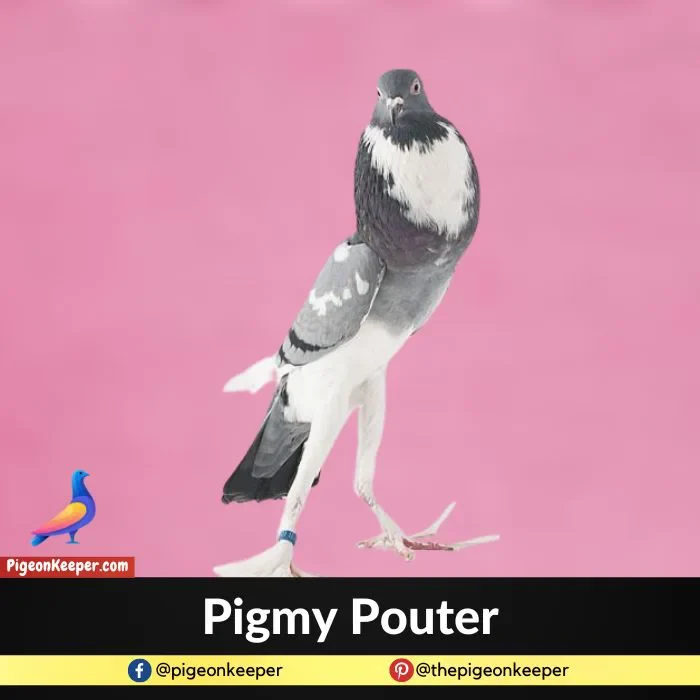 Pigmy Pouter