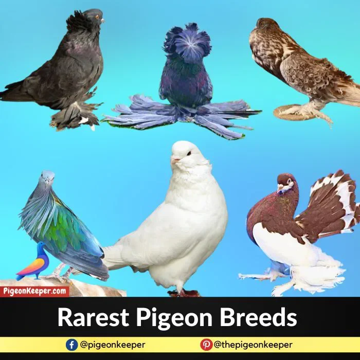 Rarest Pigeon Breeds