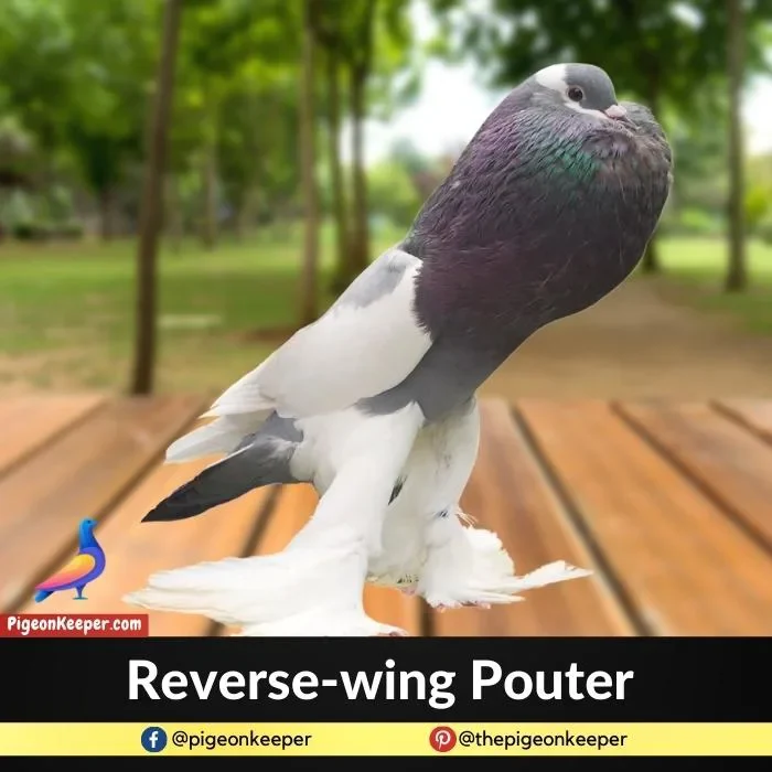 Reverse Wing Pouter Pigeon