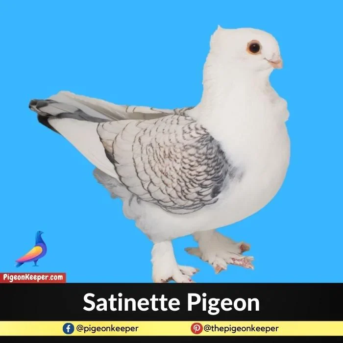 Satinette Pigeon