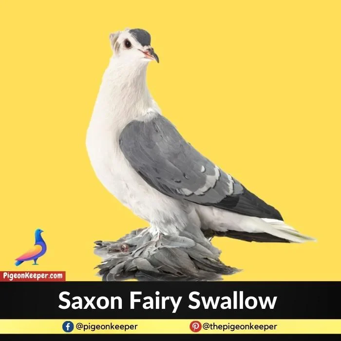 Saxon Fairy Swallow Pigeon