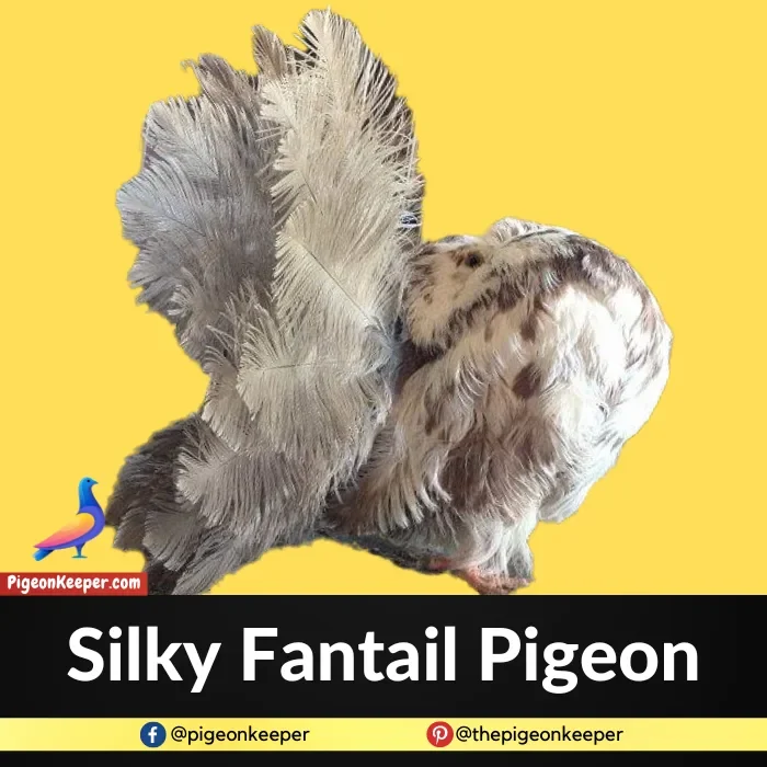 Silky Fantail Pigeon