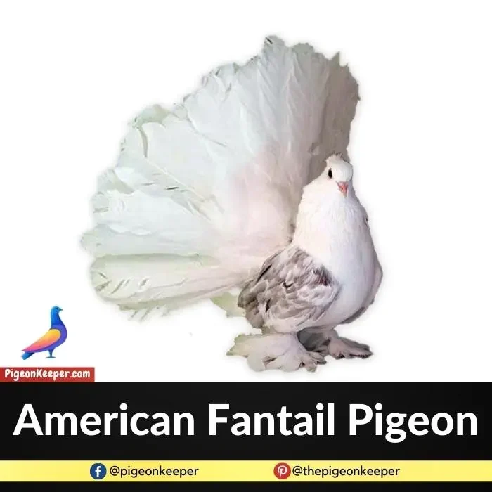 American Fantail Pigeon
