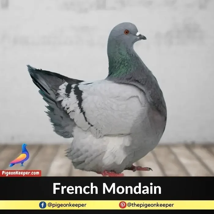 French Mondain