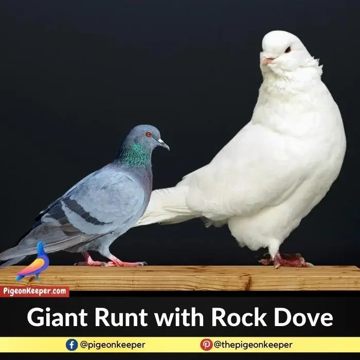 Giant Runt Pigeon with Rock Dove