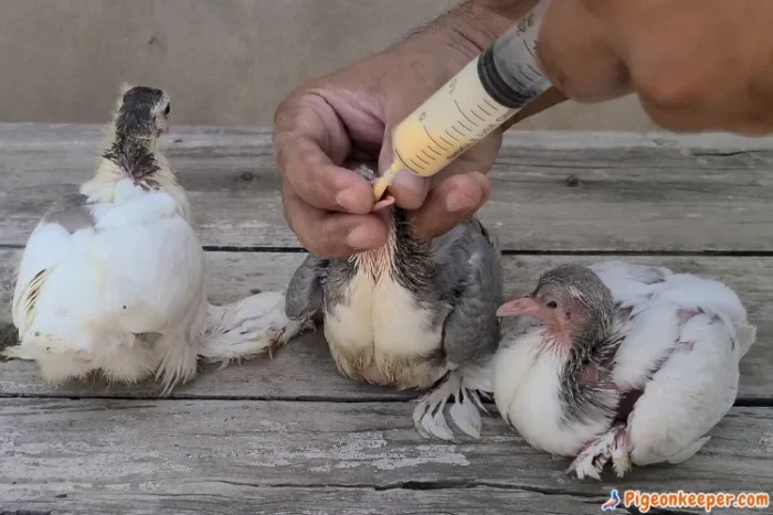 Hand-feeding baby pigeon