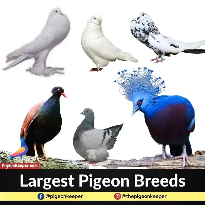 Largest Pigeon Breeds in the World