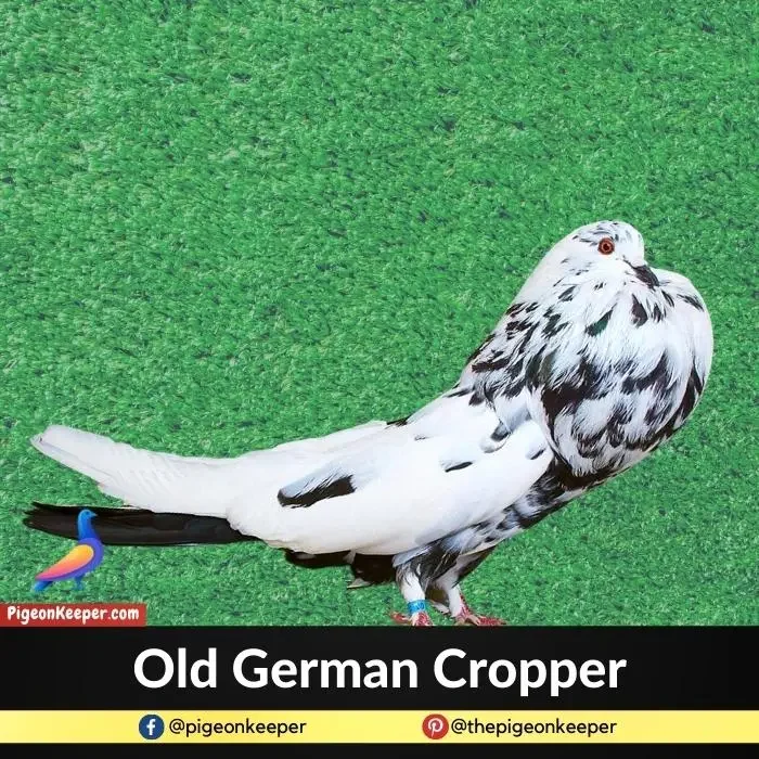 Old German Cropper