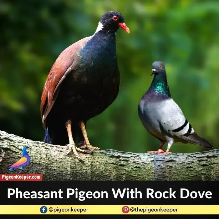 Pheasant Pigeon