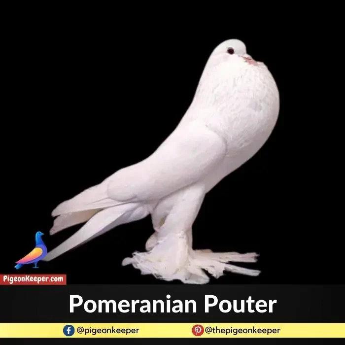 Pomeranian Pouter