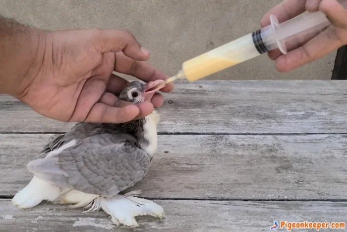 What to feed baby pigeons