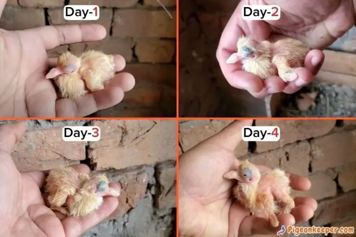Baby Pigeon Growth Day1 to Day 4