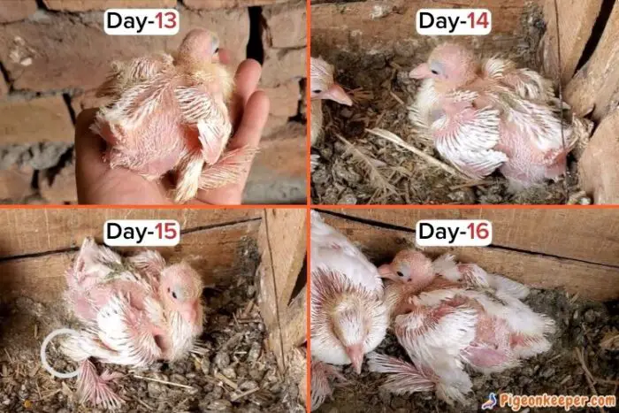 Baby Pigeon Growth Day9 to Day 12