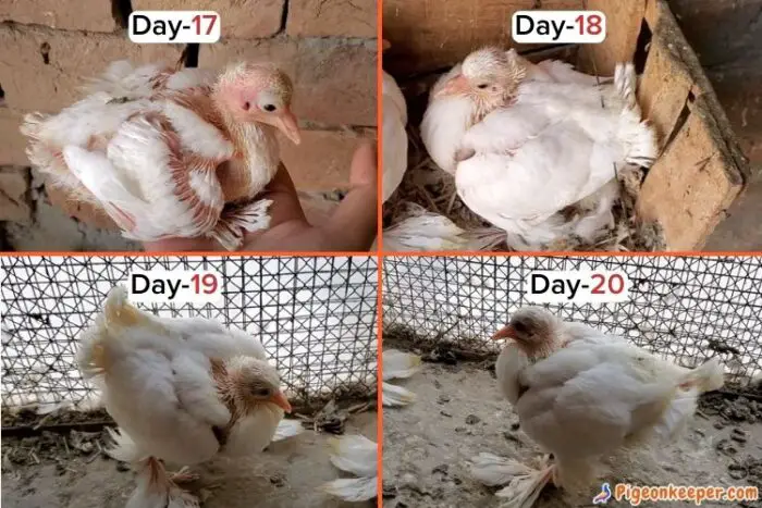 Baby Pigeon Growth Day17 to Day 20