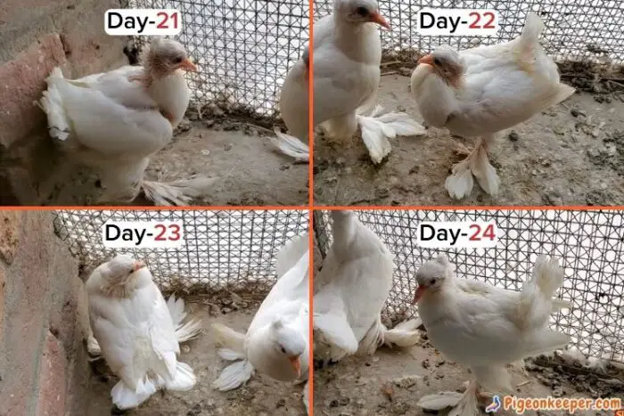 Baby Pigeon Growth Day17 to Day 20