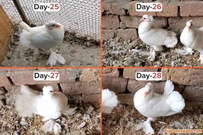 Baby Pigeon Growth Day25 to Day 28