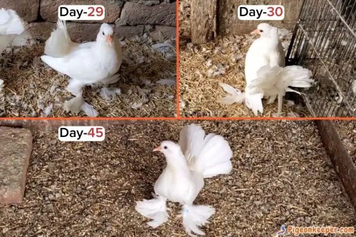 Baby Pigeon Growth Day29 to Day 45