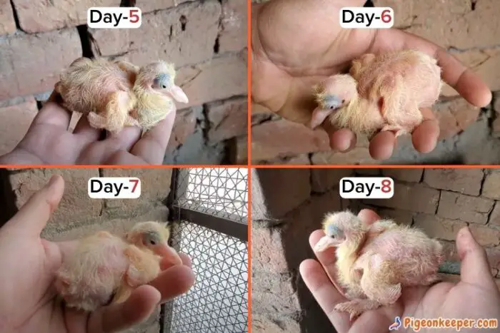 Baby Pigeon Growth Day5 to Day 8
