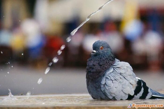 Bathing helps pigeons ease stress during molting