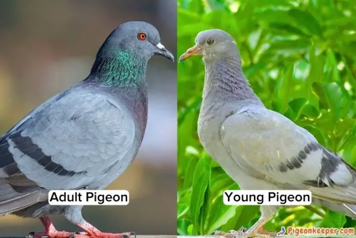 Difference between the appearance of young pigeon and adult pigeon