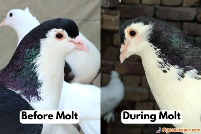 How does pigeon molting look like