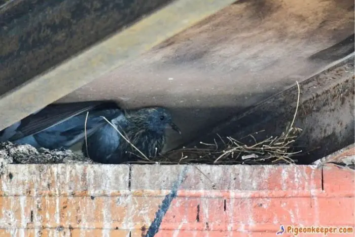 Pigeons like to nest and breed at heighted places