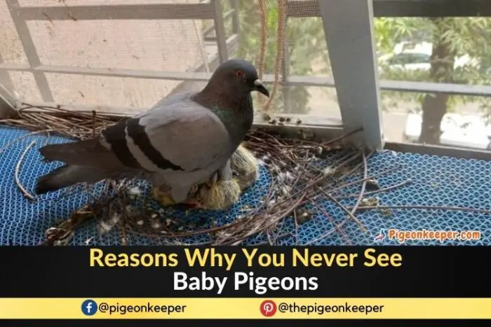 Reasons Why You Never See Baby Pigeons