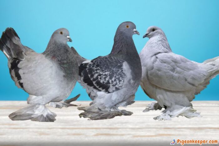 Romagnol Pigeon