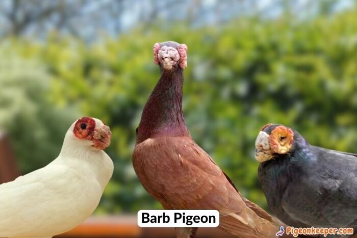 Barb Pigeon