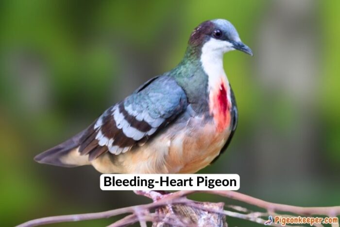 Bleeding-Heart Pigeon