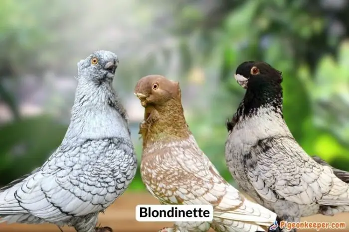 Blondinette Pigeon