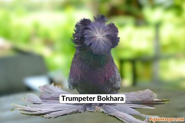 Bokhara Trumpeter